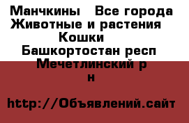 Манчкины - Все города Животные и растения » Кошки   . Башкортостан респ.,Мечетлинский р-н